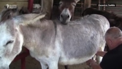 Килоси 1400 доллар турадиган эшак сути пишлоғи энг қиммат деликатес рўйхатига кирди