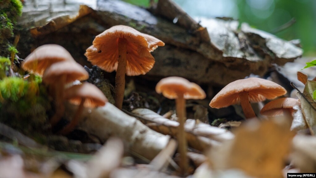 На трухлявом пне – милая грибная семейка, похожая на разновидность мицены. В тканях подлинной мицены содержится небольшое количество яда, который провоцирует у людей зрительные и слуховые галлюцинации