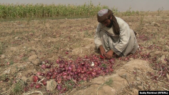 کروندګر وايي، که سړې خونې ورته جوړې شي، په هر موسم کې به د پيازو د کمښت ستونزه حل شي.