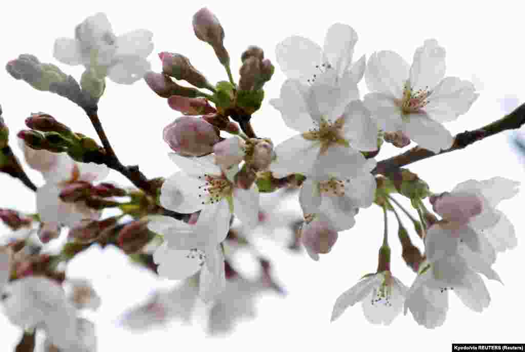 Японцы считают сакуру символом страны, а ее цветок имеет статус неофициального национального герба