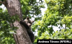 La Sanctuarul Libearty au fost salvați mai mulți pui de urs găsiți singuri, sau ai căror mame au fost ucise. Frații pot crește împreună în siguranță sub ocrotirea personalului. Aceasta este o soluție rară, care nu se aplică pentru orice urs din sălbăticie. Zărnești, 3 iulie 2021.