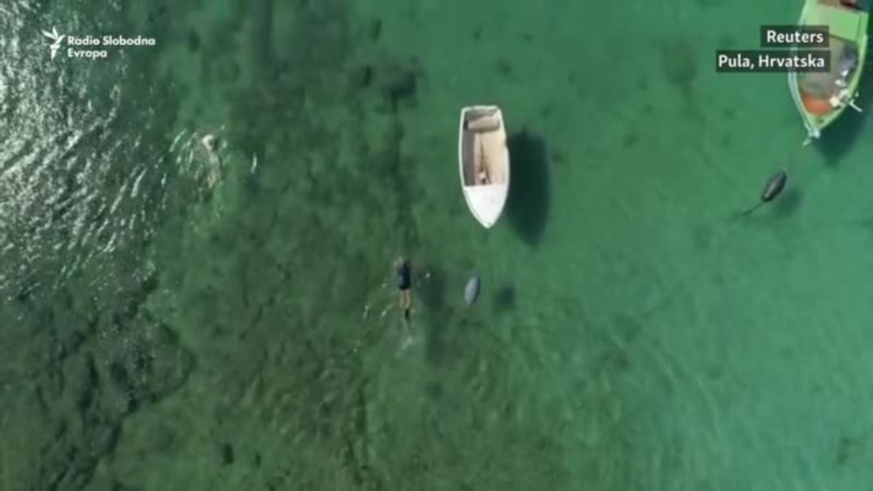 Najveća školjka Mediterana pred izumiranjem