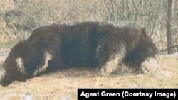 Ursul Arthur după ce a fost împușcat la vânătoare