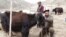 Kyrgyzstan - milking yaks. yak herder farmer agriculture milk - screen grab