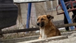 Акт бесчеловечности: в Бишкеке неизвестные убили десятки собак 