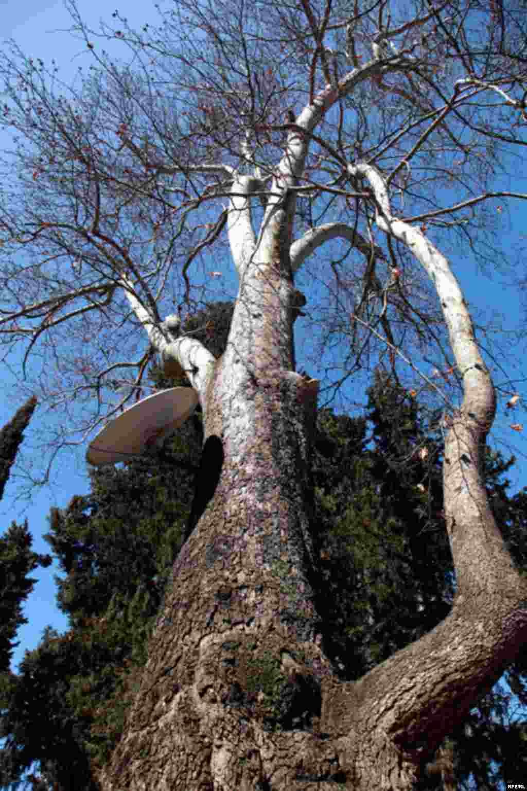 Yelenendorf – Xanlar – Göygöl #19