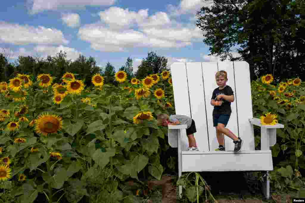 Mikey Naert (5) i Jack Naert (2) igraju se na ogromnoj stolici na Festivalu suncokreta u Blake&#39;s Orchard &amp; Cider Mill, u Armadi, Michigan, SAD, 9. avgusta.