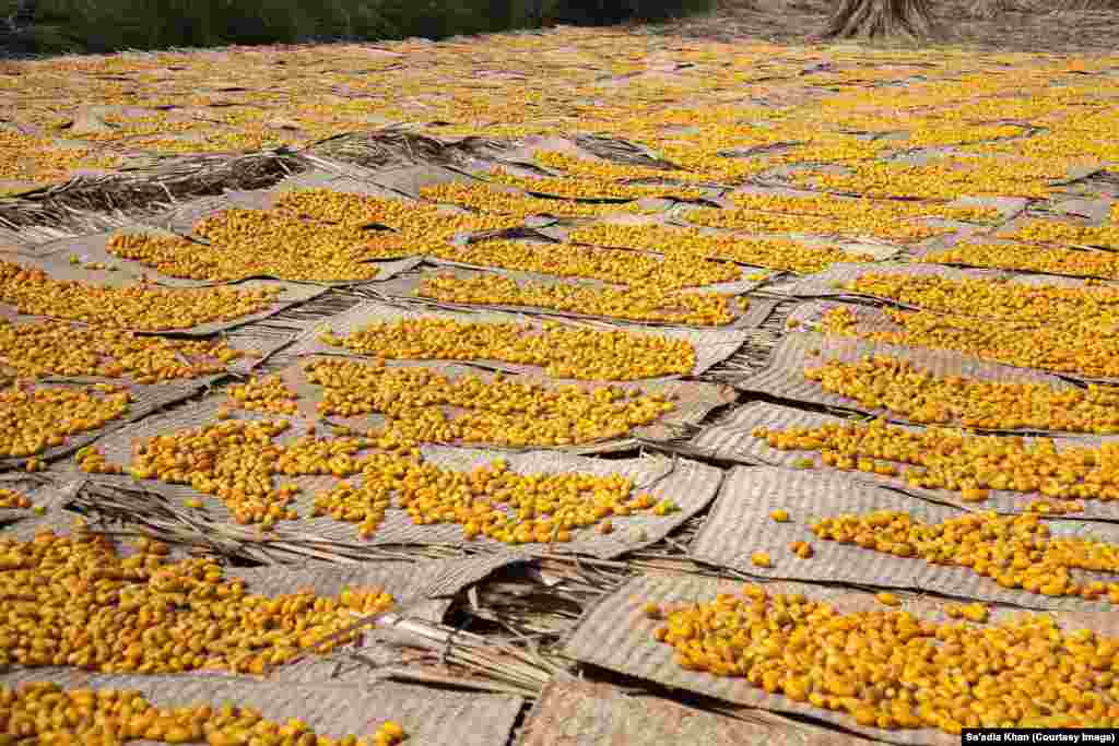 Tons of dates are laid out in the scorching sun to dry. Once dried, they change color to a dark, reddish brown.