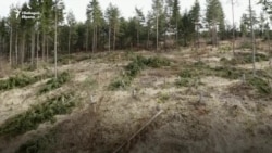  Гората не е гора 