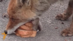 Sandwich-Making Chernobyl Fox Goes Viral
