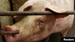 Farm pig, African swine fever