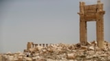 Palmyra harabalygy