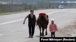 Женщина с ребенком ведут корову вдоль одной из дорог в Алматы.