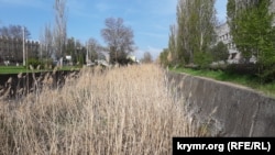 Заросшее тростником русло реки Мелек-Чесме в Керчи, май 2021 года
