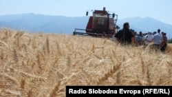 Поле со пченица во Пелагонија 