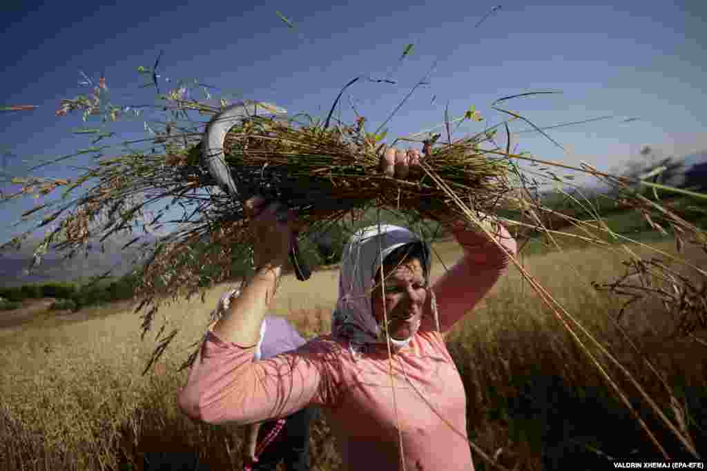 An Albanian woman harvests oat in the village of Turaj. (epa-EFE/Valdrin Xhemaj)