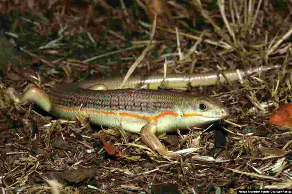 نام علمی: Eumeces schneideri ، نام فارسی: اسکينک اشنايدری، نام انگلیسی: Schneider&rsquo;s Skink، طول پوزه تا مخرج:&nbsp;۱۶۴ و طول دم ۲۰۰ ميليمتر، پراکندگی در ایران: خراسان، گلستان، سمنان، مازندران، تهران، قزوين، زنجان، آزربايجان، گيلان، کرمانشاه، کردستان، مرکزی، قم، اصفهان، خوزستان، لرستان، چهارمحال بختياری، کهگيلويه و بويراحمد، فارس 