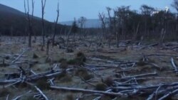مقابله با انقراض درختان نادر در شیلی