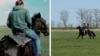 Moldova, Grab Horses used in Russian Ukrainian war
