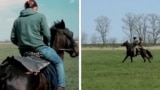 Moldova, Grab Horses used in Russian Ukrainian war