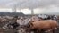 Илустрација: Свињи се хранат на депонија во близина на РЕК Битола 