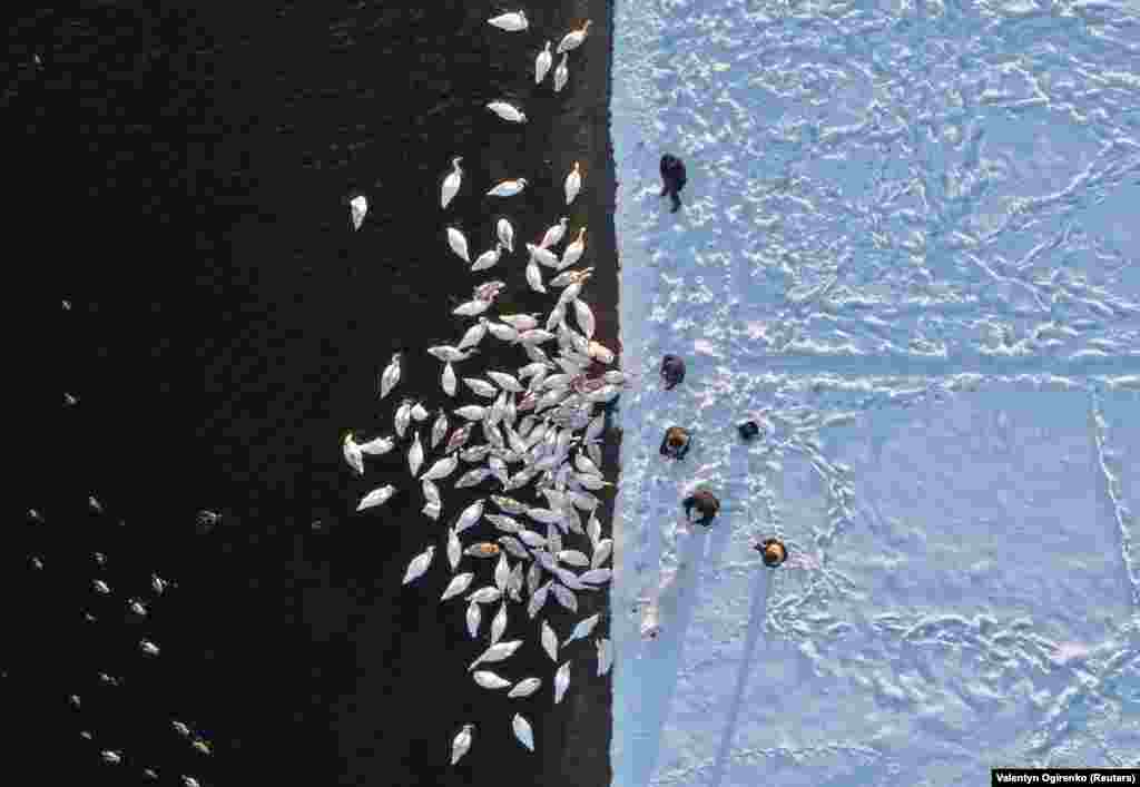Люди кормят лебедей на берегу водохранилища Хмельницкой атомной электростанции недалеко от города Острог в Украине 18 февраля