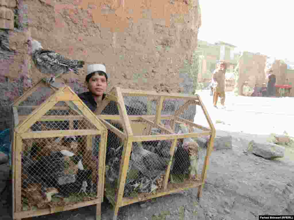 کورنۍ ته ګوله ډوډۍ ګټم. د خیبر یو ماشوم چې په تنکي عمر خواري باسي خو تعلیم........