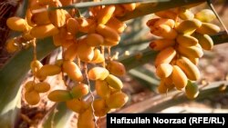 حاصلات خرما در ولایت فراه