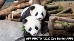 Puii lui Meng Meng Pit (în față) și Paule, fotografiați în februarie 2020. Ei au fost primii pui de panda gigant născuți în Germania.