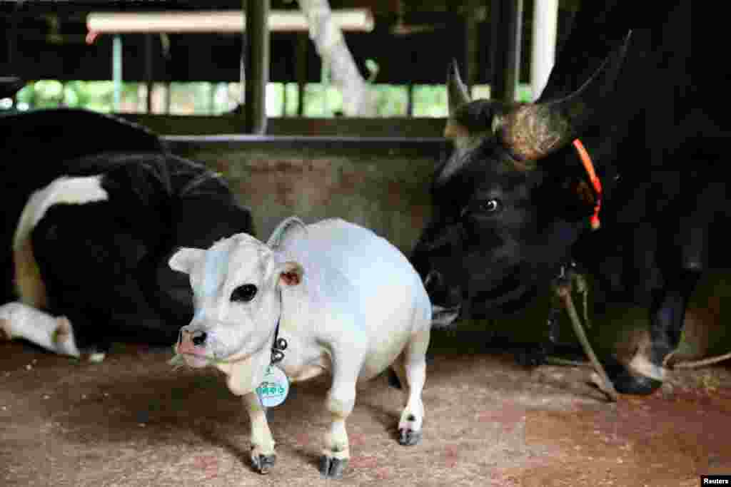 BANGLADESH-DWARF COW/