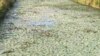 Površinom vode preduzeća "Ribnjak" u Prnjavoru, u petak 16. jula 2021., pluta uginula riba. Kako se mogao dogoditi ovakav ekološki incident, koji bi mogao biti još opasniji ukoliko zatrovana voda dođe u kontakt sa pijaćom vodom, upozorava profesorica ekologije Dragana Golub. 
