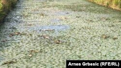 Površinom vode preduzeća "Ribnjak" u Prnjavoru, u petak 16. jula 2021., pluta uginula riba. Kako se mogao dogoditi ovakav ekološki incident, koji bi mogao biti još opasniji ukoliko zatrovana voda dođe u kontakt sa pijaćom vodom, upozorava profesorica ekologije Dragana Golub. 