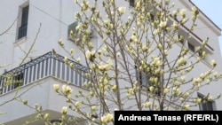 Magnolie galbenă (Yellow Bird) în cartierul Vatra Luminoasă din București.