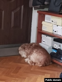 Кокер-спаниель Мингазова ждет его возвращения