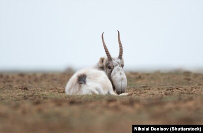 Вера Брежневаның жаңа суреттері жалаңаш