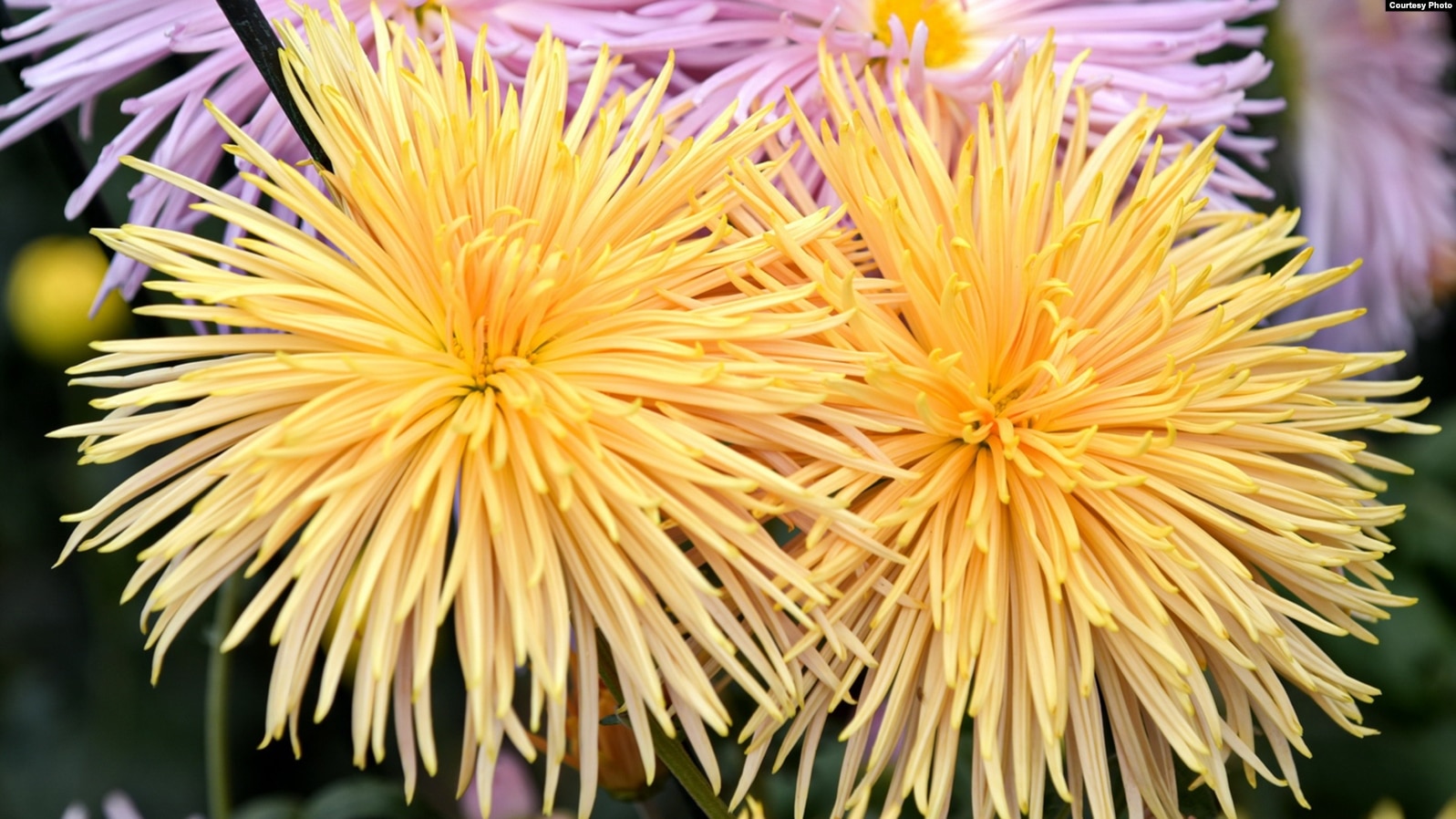 9ca6f22a-fcec-41b5-9d59-ee52be55801a_w15