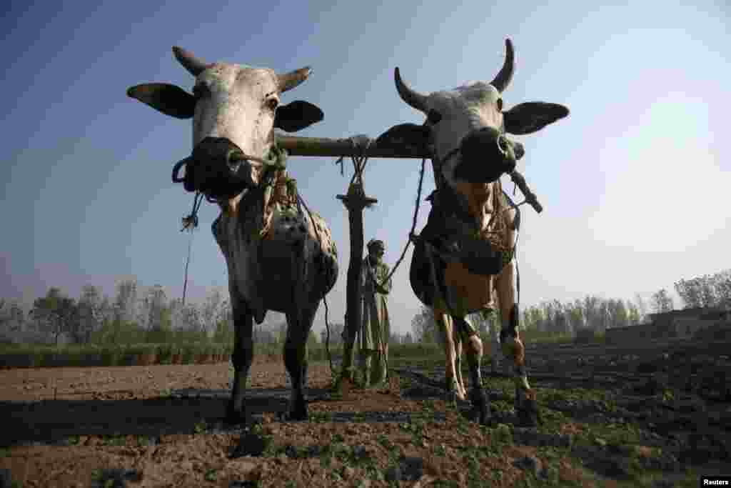 A farmer uses his oxen to plough a sugarcane field on the outskirts of Peshawar, Pakistan on November 25. (Reuters//Fayaz Aziz)