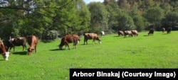 Disa lopë duke kullotur në fermën e Arbnor Binakajt.
