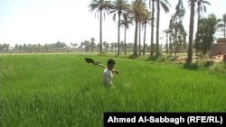 Iraq - Rice growing, Diwaniya, undated