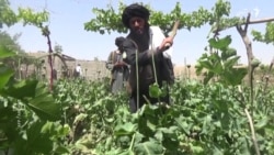 یک نظرسنجی تازهٔ سازمان ملل: در افغانستان کشت کوکنار و تولید تریاک ۲۰ درصد کاهش یافته است.
