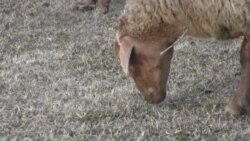 Çoban Nurməhəmmədin umacağı...