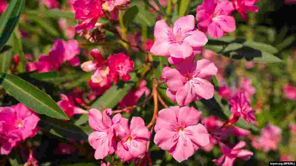 CRIMEA - Oleander bush on the embankment of the Alushta Professor&#39;s Corner, July 26, 2021