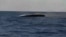 UKRAINE --- Ukraine Says It Destroyed Russian Vessel In First-Ever Naval Drone Battle