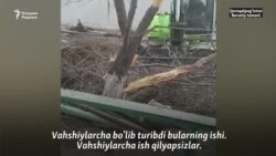 Турғун: МИБ ходимлари суд қарорида кўрсатилмаган бўлса ҳам дарахтларимизни қўпориб ташлади