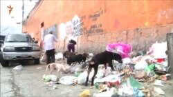 Жители Венесуэлы выбрасывают на улицу собак из-за кризиса (видео)