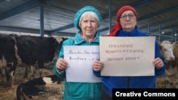 Коллаж: забой скота в России 