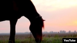 Ілюстрацыйнае фота. Kадар з фільму «Подых балот» Ігара Чышчэні