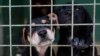 Yakutsk Mayor Sardana Avksentieva later said in an Instagram post that there was a case of rabies at the shelter. (illustrative photo)