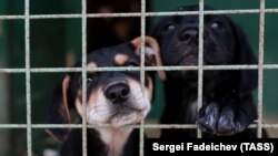 Yakutsk Mayor Sardana Avksentieva later said in an Instagram post that there was a case of rabies at the shelter. (illustrative photo)