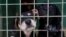Yakutsk Mayor Sardana Avksentieva later said in an Instagram post that there was a case of rabies at the shelter. (illustrative photo)